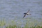 spotted redshank