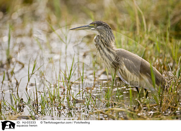 Rallenreiher / squacco heron / HJ-03333