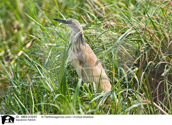 Rallenreiher / squacco heron / MBS-03945
