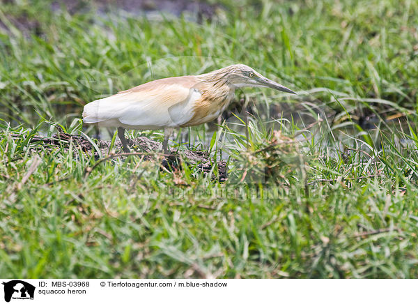 squacco heron / MBS-03968