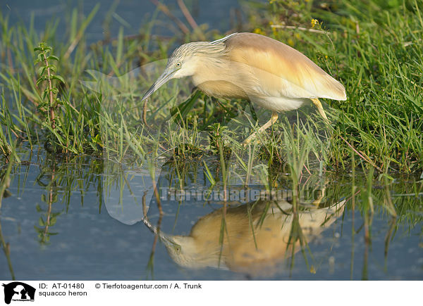 squacco heron / AT-01480