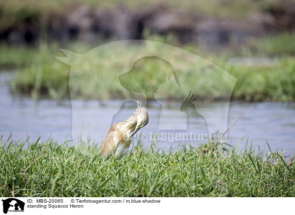 stehender Rallenreiher / standing Squacco Heron / MBS-20065