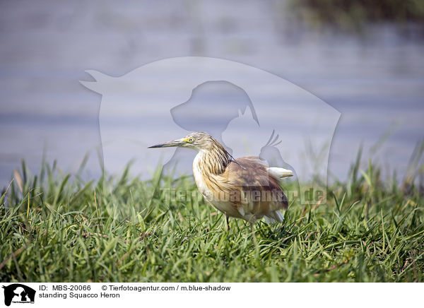 stehender Rallenreiher / standing Squacco Heron / MBS-20066