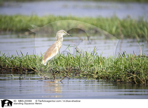 standing Squacco Heron / MBS-20068