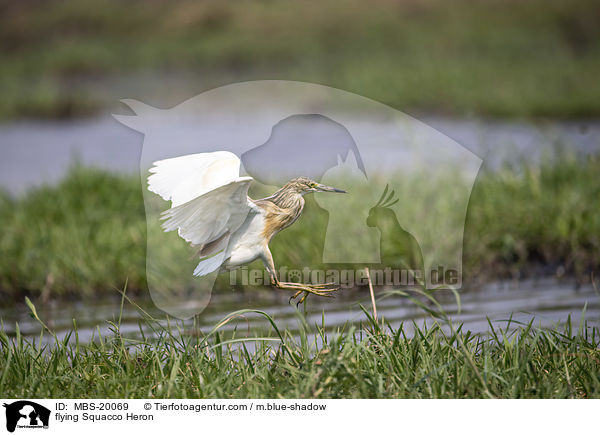 flying Squacco Heron / MBS-20069