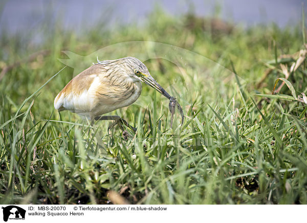 walking Squacco Heron / MBS-20070