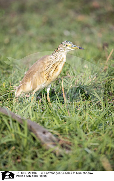 walking Squacco Heron / MBS-20106