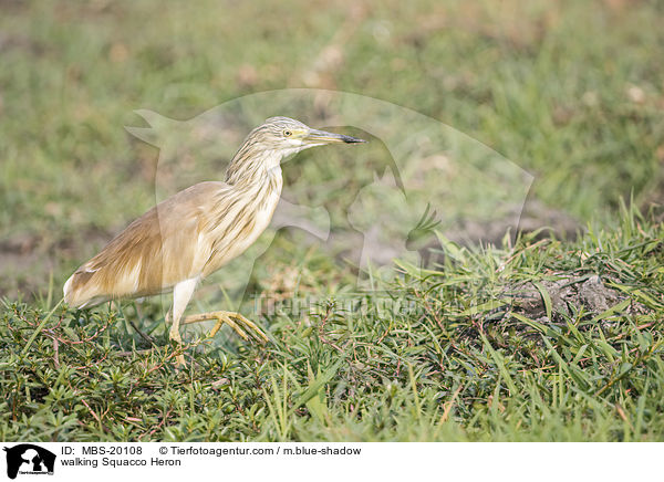 laufender Rallenreiher / walking Squacco Heron / MBS-20108