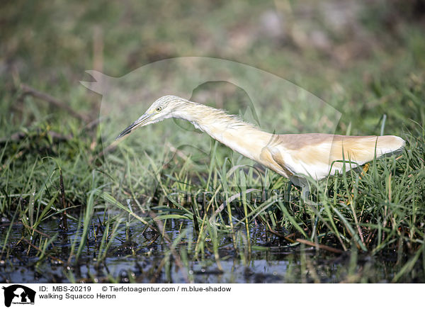 laufender Rallenreiher / walking Squacco Heron / MBS-20219