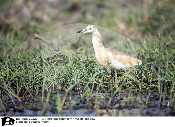 standing Squacco Heron / MBS-20220