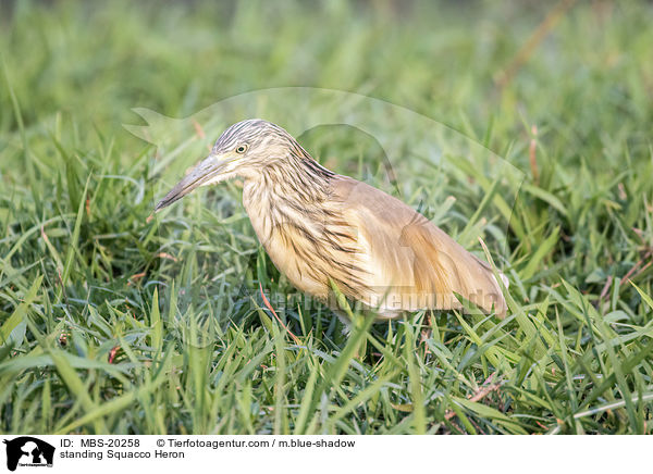stehender Rallenreiher / standing Squacco Heron / MBS-20258