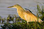 squacco heron