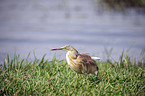 standing Squacco Heron