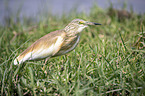 standing Squacco Heron