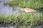 walking Squacco Heron