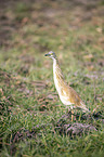 standing Squacco Heron