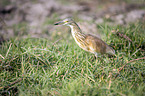 standing Squacco Heron