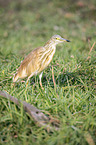 walking Squacco Heron