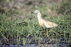 standing Squacco Heron