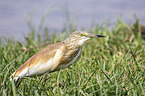 walking Squacco Heron
