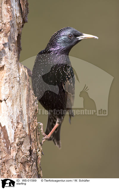 starling / WS-01589
