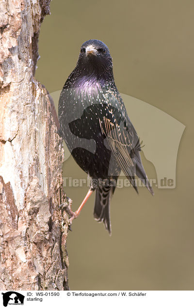 starling / WS-01590