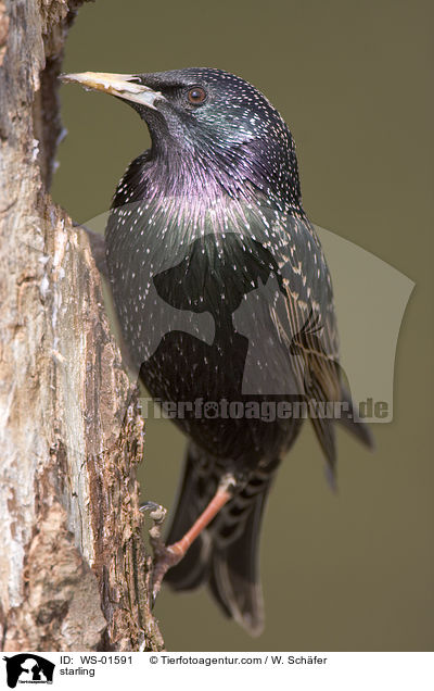 starling / WS-01591