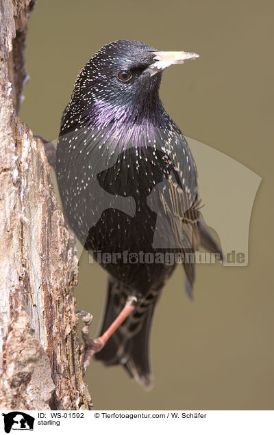 Star / starling / WS-01592