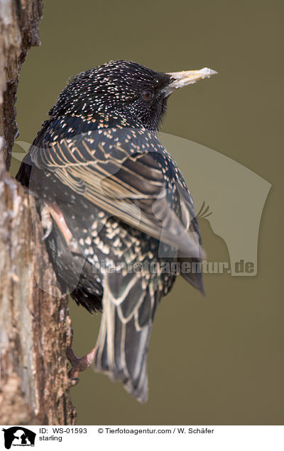 starling / WS-01593