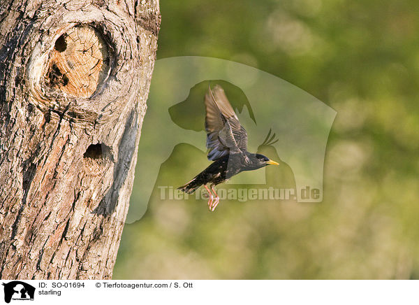 Star / starling / SO-01694
