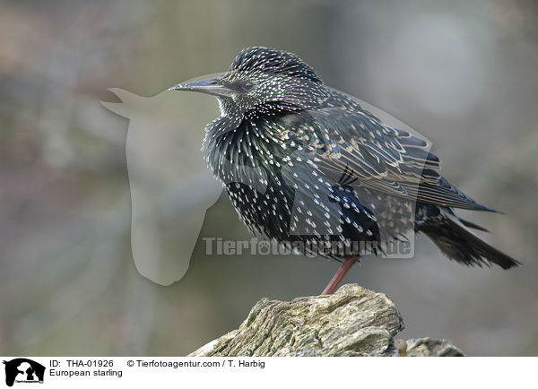 European starling / THA-01926