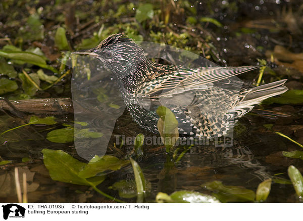 badender Star / bathing European starling / THA-01935