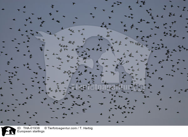 European starlings / THA-01938