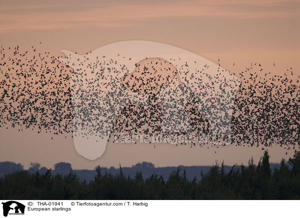 Stare / European starlings / THA-01941