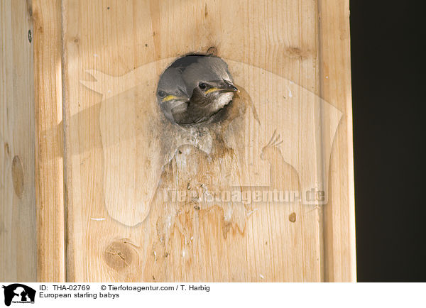 European starling babys / THA-02769