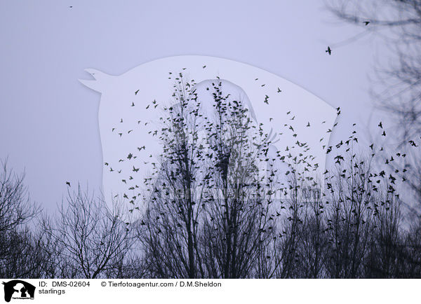 starlings / DMS-02604