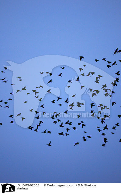 Stare / starlings / DMS-02605
