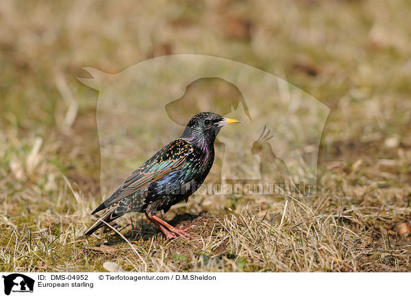 European starling / DMS-04952