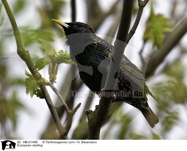 European starling / HB-01496