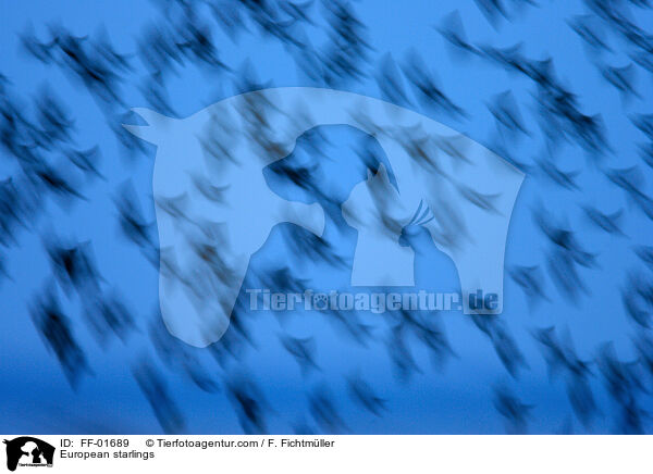 Stare / European starlings / FF-01689