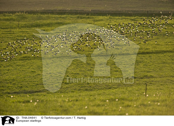European starlings / THA-04641