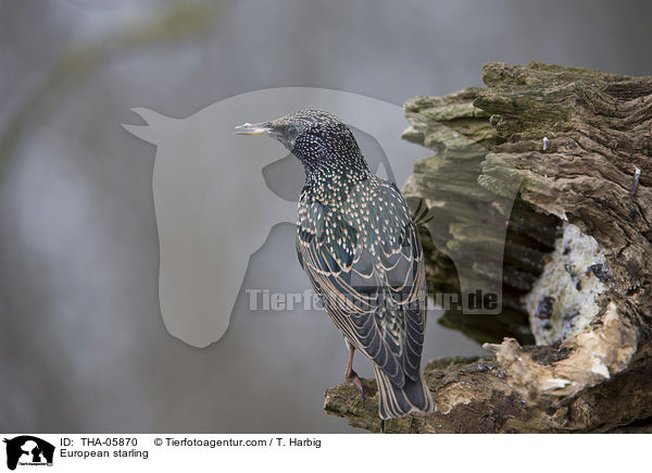European starling / THA-05870