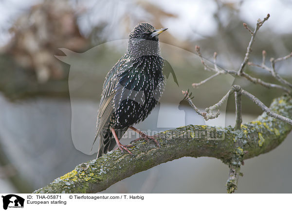 Star / European starling / THA-05871