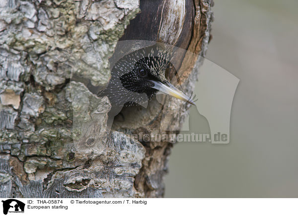 Star / European starling / THA-05874