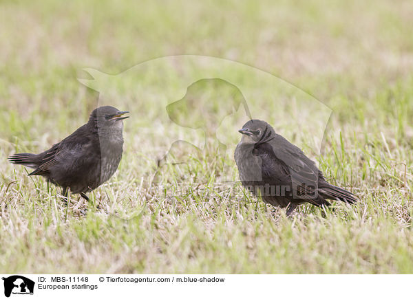 European starlings / MBS-11148