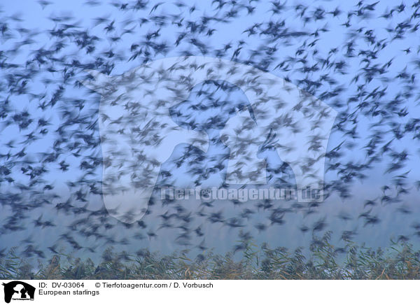 European starlings / DV-03064