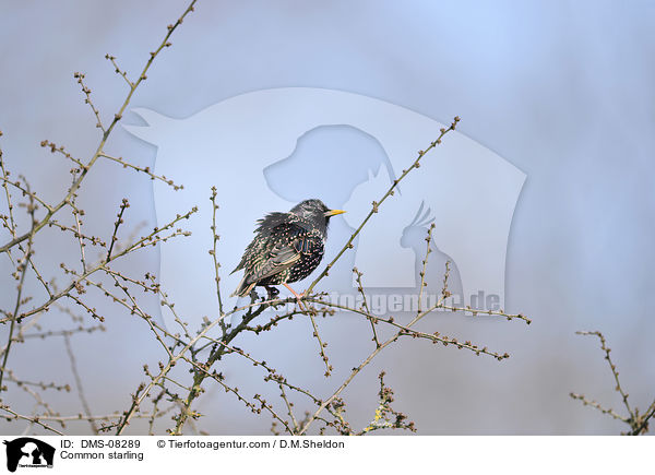 Common starling / DMS-08289