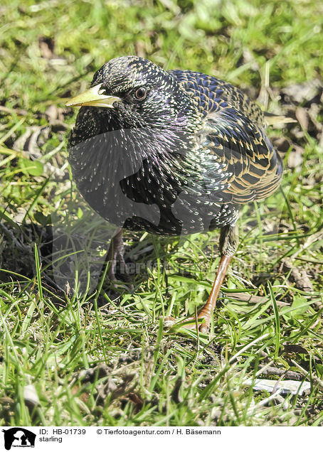 starling / HB-01739