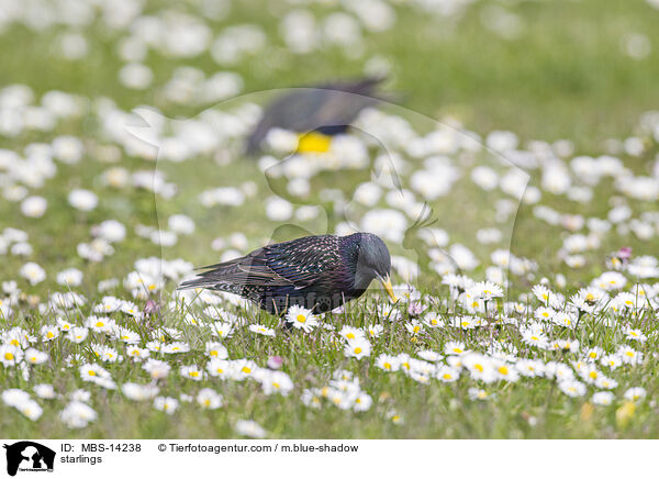 starlings / MBS-14238