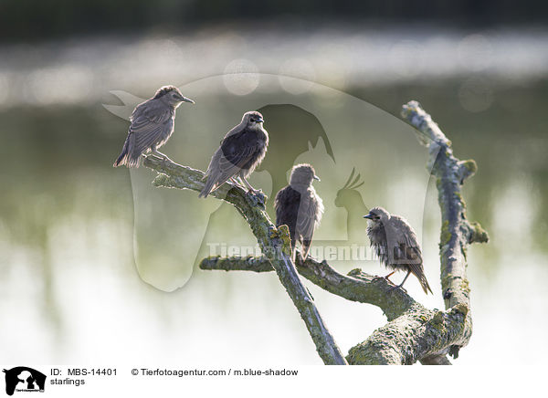 starlings / MBS-14401